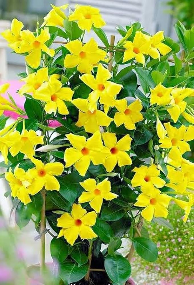 Heirloom Yellow Mandevilla Sanderi Flower Seeds for Planting – Shade Tolerant, Non-GMO, High Germination