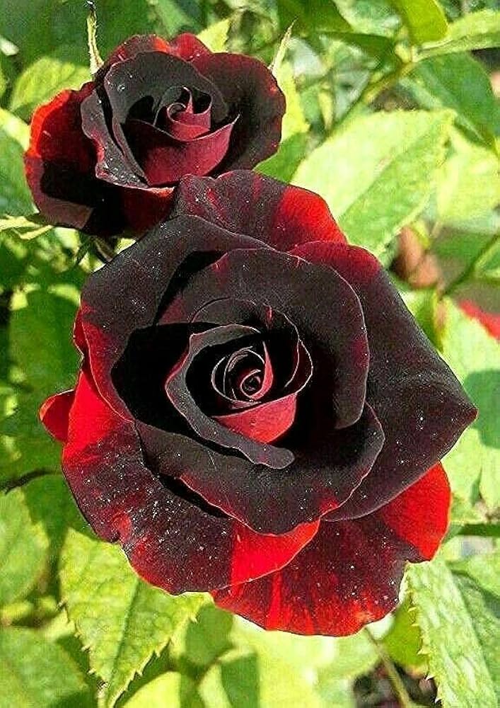 Rare Rose Flower Seeds for Planting Maroon Red – Hardy Variety, Heirloom, Non-GMO, High Germination Organic Garden Seeds