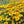 Black Eyed Susan Rudbeckia Flower seeds for Planting - Sun Loving, Heirloom & GMO Free Seeds for Home Garden