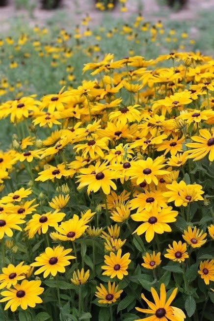 Black Eyed Susan Rudbeckia Flower seeds for Planting - Sun Loving, Heirloom & GMO Free Seeds for Home Garden