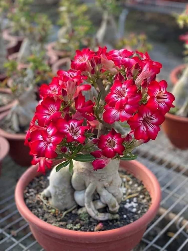 Red Pink Adenium Flower Seeds for Planting – Heirloom, Non-GMO, High Germination Organic Seeds