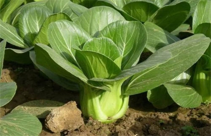 Green Choy Seeds for Planting – Heirloom Non-GMO Leafy Asian Vegetable Seeds with High Germination for Organic Gardens