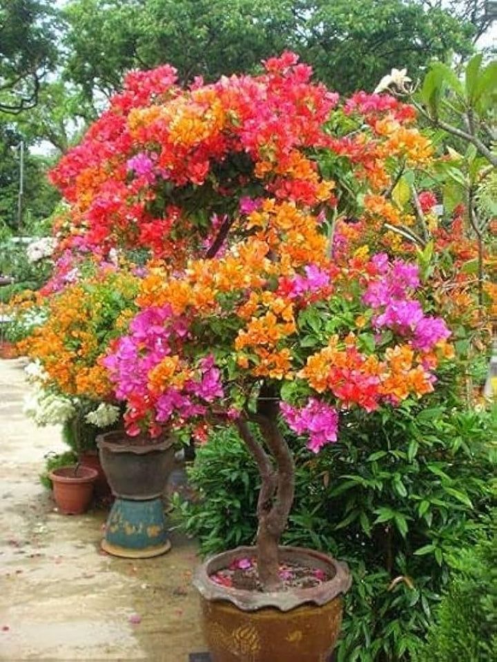 Bougainvillea Mixed Colour Flower Seeds for Planting – Heirloom, Non-GMO, High Germination Organic Garden Seeds