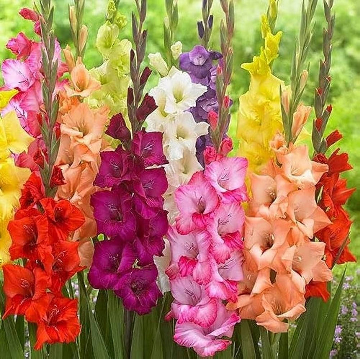 Mixed Color Gladiolus Flower Seeds for Planting – Heirloom, Non-GMO, Easy to Grow, High Germination