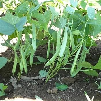 Hyacinth Bean Vegetable Seeds for Planting – Heirloom & Non-GMO Seeds for Edible Pods and Ornamental Vines