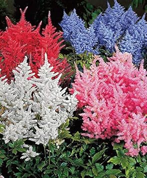 Flower Seeds, Seeds,Seeds For Planting,Plant Seeds