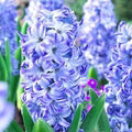 Sky Blue Hyacinthus Orientalis Flower Seeds for Planting – Cut Flower Favorite, Heirloom, Non-GMO, Organic Garden Seeds