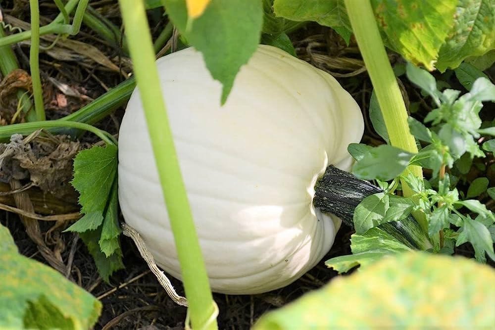 White Pumpkin Seeds for Planting – Heirloom & Non-GMO Seeds, Decorative and Edible Garden Variety