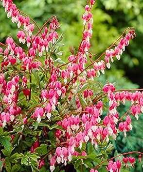 Flower Seeds, Seeds,Seeds For Planting,Plant Seeds