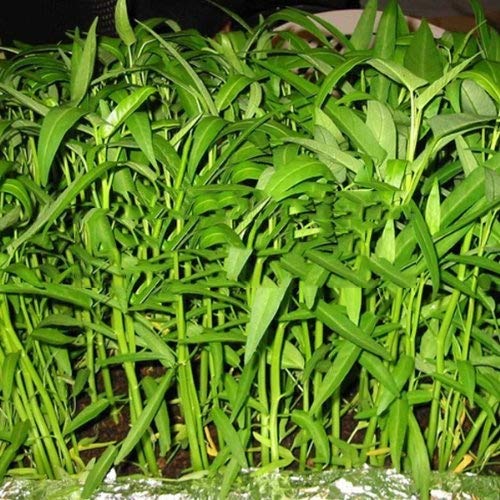 Pak-Boong Seeds for Planting – Heirloom & Non-GMO Lush Water Spinach Green Variety