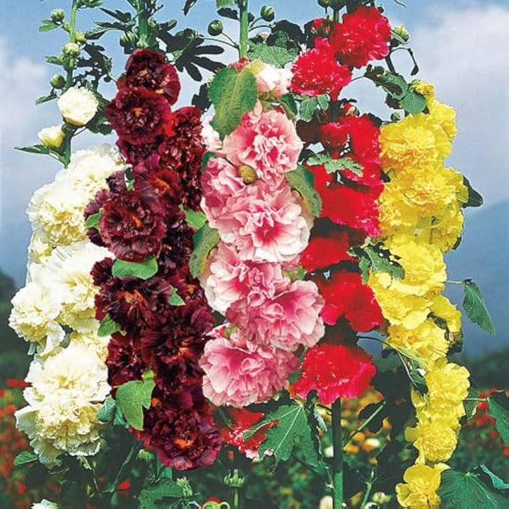 Althaea Rosea Flower Seeds for Planting Mixed Colors – Garden Favorite, Heirloom, Non-GMO, High Germination Organic Garden Seeds