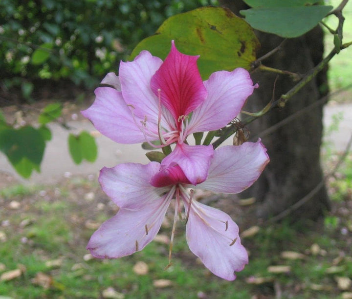 Flower Seeds, Seeds,Seeds For Planting,Plant Seeds
