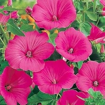 Lavatera Flower Seeds for Planting – Heirloom, Non-GMO, Low-Maintenance Organic Garden Seeds