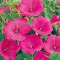 Pink Lavatera Flower Seeds for Planting – Heirloom, Non-GMO, High Germination Garden Seeds
