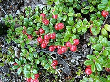 Fruit Seeds,Garden seeds, Seeds For Planting,Plant Seeds
