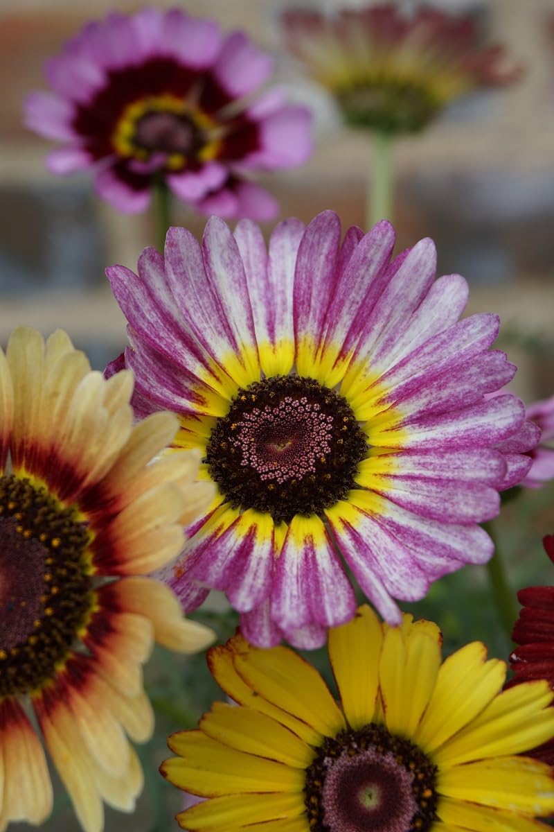 Flower Seeds, Seeds,Seeds For Planting,Plant Seeds