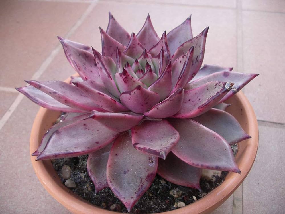 Echeveria Agavoides Romeo Flower Seeds for Planting – Heirloom, Non-GMO, High Germination, Organic Garden