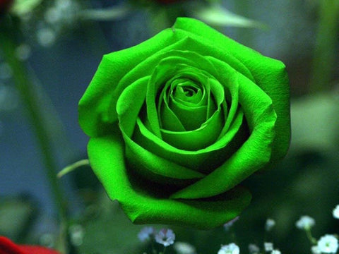 Flower Seeds, Seeds,Seeds For Planting,Plant Seeds