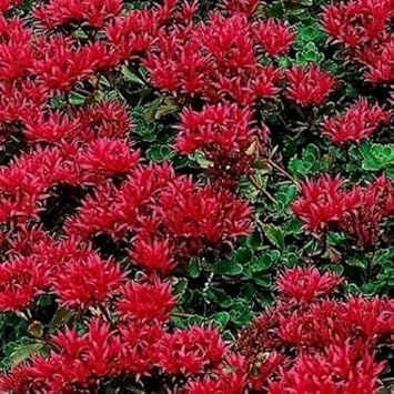 Red Sedum Flower Seeds for Planting Heirloom Non-GMO High Germination Organic Garden Seeds