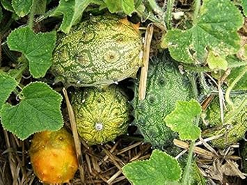 Fruit Seeds,Garden seeds, Seeds For Planting,Plant Seeds