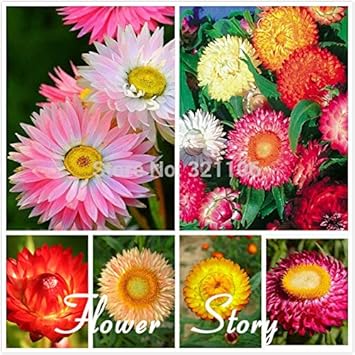 Flower Seeds, Seeds,Seeds For Planting,Plant Seeds