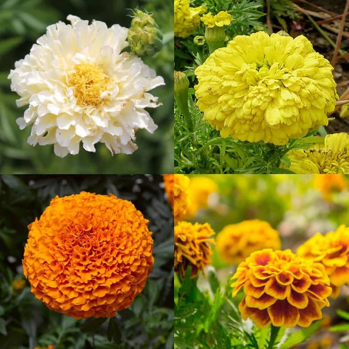 Mixed Marigold Flower Seeds for Planting – Heirloom, Non-GMO, Easy-to-Grow Garden Bloom Seeds for Vibrant Flowers