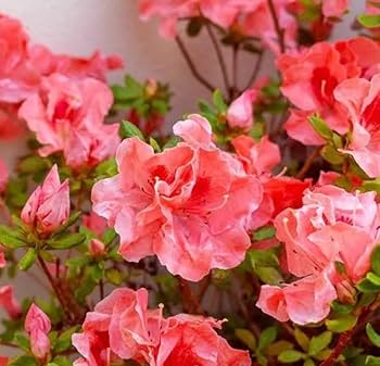 Pink Azalea Flower Seeds for Planting – Heirloom, Non-GMO, High Germination Organic Garden Seeds
