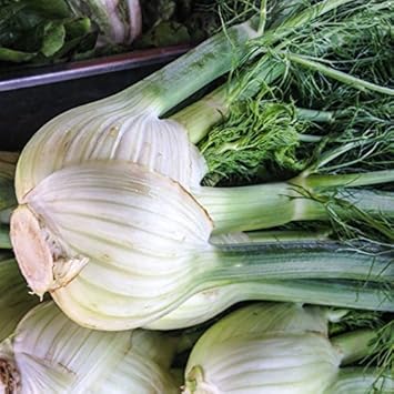 Vegetable Seeds,Garden seeds, Seeds For Planting,Plant Seeds