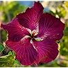 Red Black Hibiscus Flower Seeds – Heirloom, Non-GMO, High Germination Organic Garden Seeds for Planting
