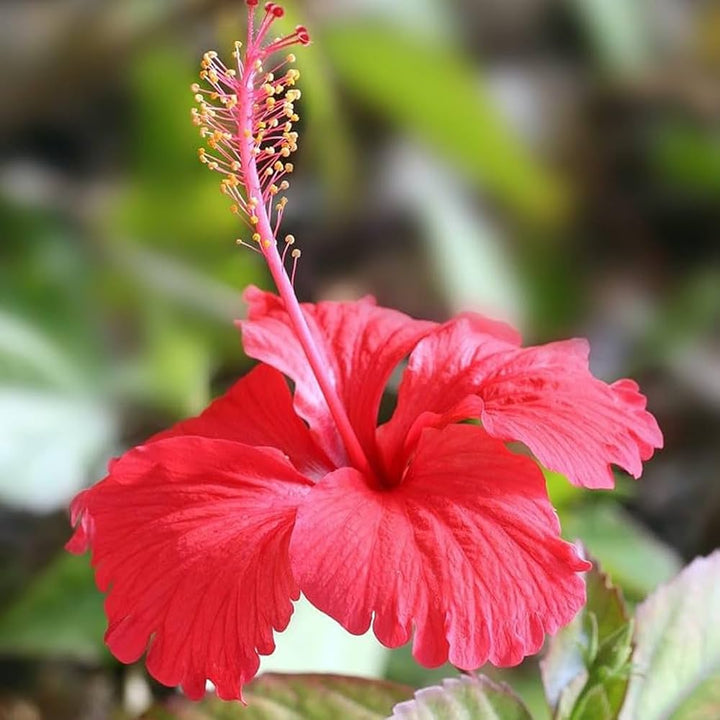 Red Hibiscus Flower Seeds for Planting, 100 pcs - Cottage Garden Essential, Heirloom &amp; GMO Free Seeds for Home Garden
