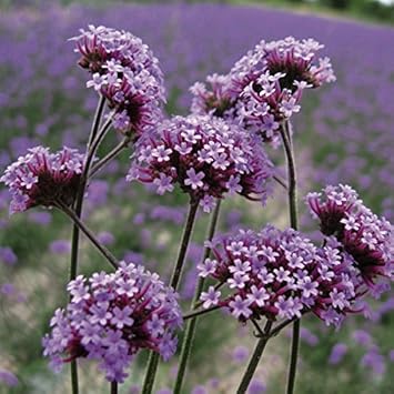 Flower Seeds, Seeds,Seeds For Planting,Plant Seeds