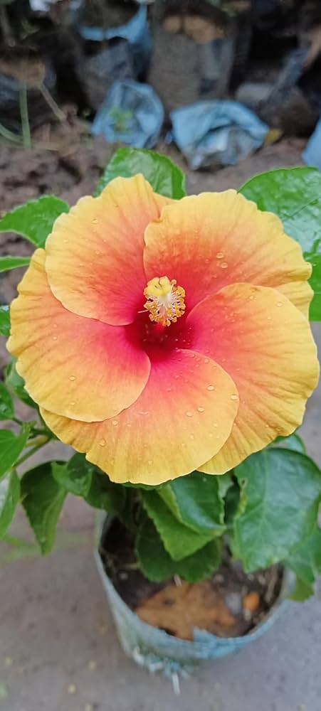 Yellow Orange Hibiscus Flower Seeds – Easy to Grow, Heirloom & Non-GMO Seeds for Home Garden