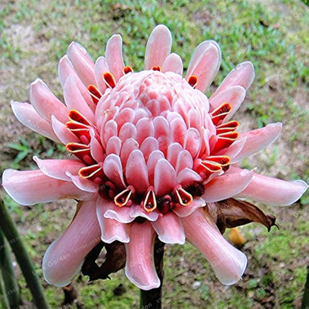 Etlingera Elatior Flower Seeds for Planting, Light Pink – Heirloom, Non-GMO, High Germination Organic Garden Seeds