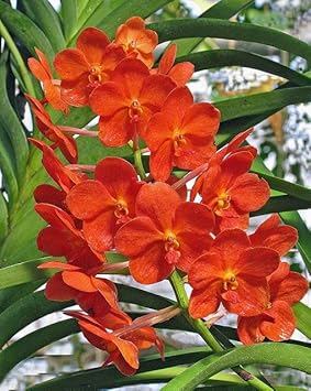 Flower Seeds, Seeds,Seeds For Planting,Plant Seeds