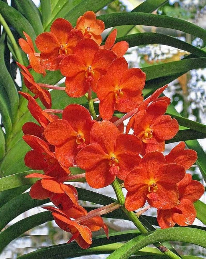 Deep Orange Phalaenopsis Orchid Flower Seeds for Planting – Heirloom, Non-GMO, Low Maintenance, High Germination