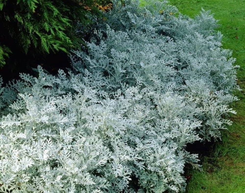 Grey Dusty Miller Flower Seeds for Planting – Heirloom & Non-GMO Garden Seeds