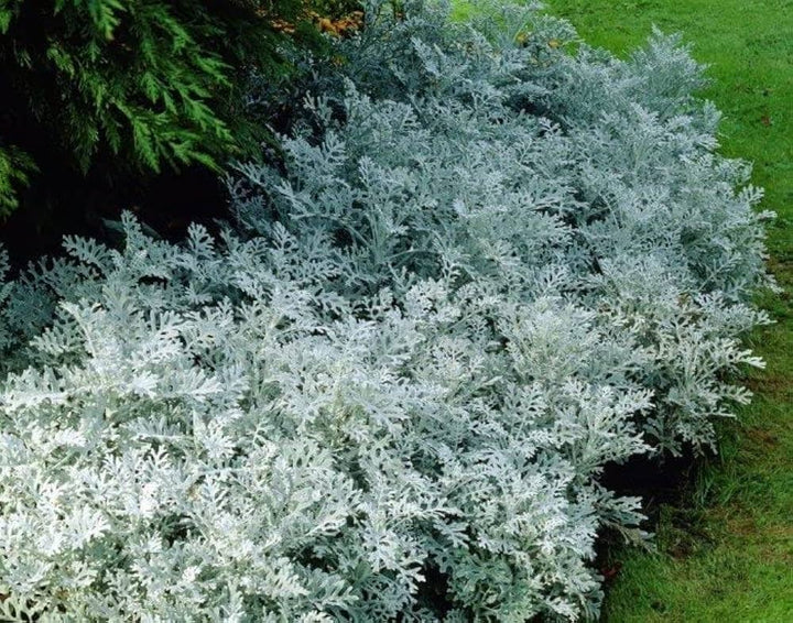 Grey Dusty Miller Flower Seeds for Planting – Heirloom & Non-GMO Garden Seeds