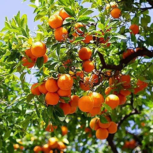 Orange Mandarin Fruit Seeds for Planting – Heirloom, Non-GMO, Sweet Tangy Citrus Tree Seeds