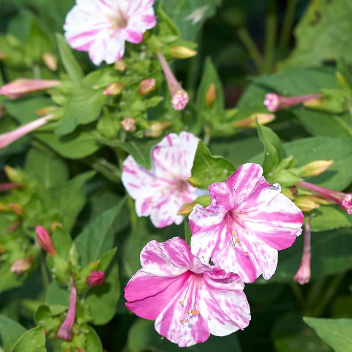Pink White Mirabilis Flower Seeds for Planting – Heirloom Non-GMO Organic Garden Seeds with High Germination