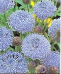 Blue Lace Flower Seeds for Planting – Heirloom, Non-GMO, High Germination Organic Garden Seeds