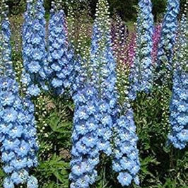 Flower Seeds, Seeds,Seeds For Planting,Plant Seeds