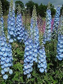 Flower Seeds, Seeds,Seeds For Planting,Plant Seeds