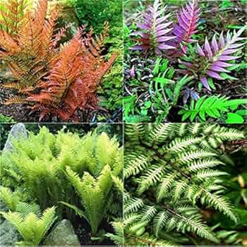 Mixed Colour Fern Pteridophyta Seeds for Planting – Heirloom Non-GMO High Germination Organic Garden Seeds