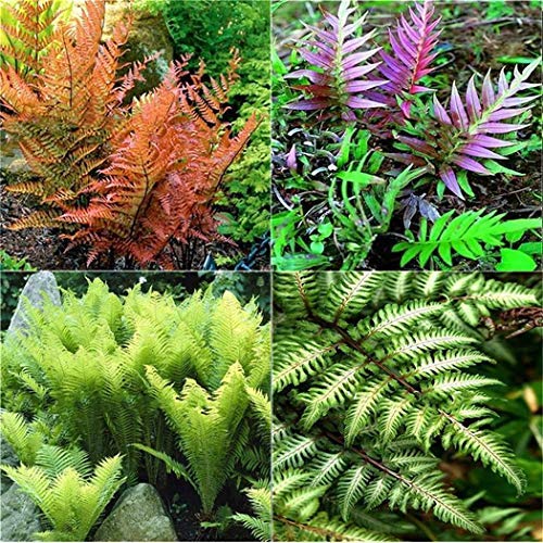 Mixed Color Fern Seeds for Planting – Premium Quality Heirloom Non-GMO High Germination Seeds