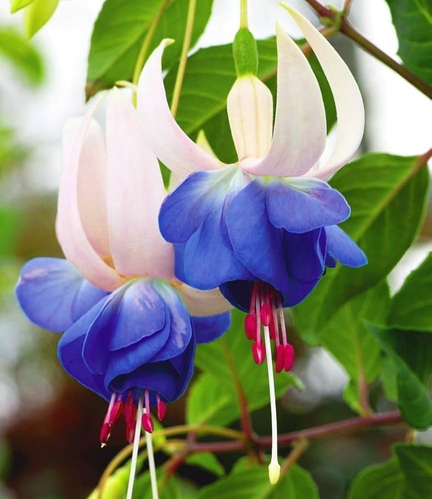 Dark Blue Fuchsia Flower Seeds for Planting – Heirloom, Non-GMO, High Germination Organic Garden Seeds