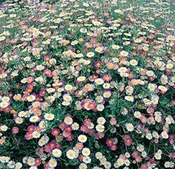 Flower Seeds, Seeds,Seeds For Planting,Plant Seeds