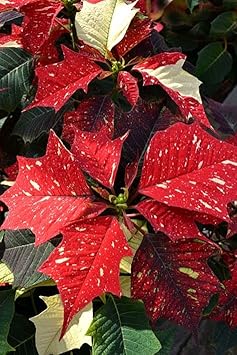 Red White Poinsettia Flower Seeds for Planting – Low Maintenance, Heirloom, GMO Free Garden Seeds