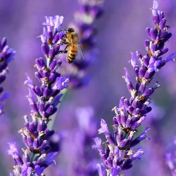 Lavender Flower Seeds for Planting – Low Maintenance Heirloom Non-GMO High Germination Organic Garden Seeds