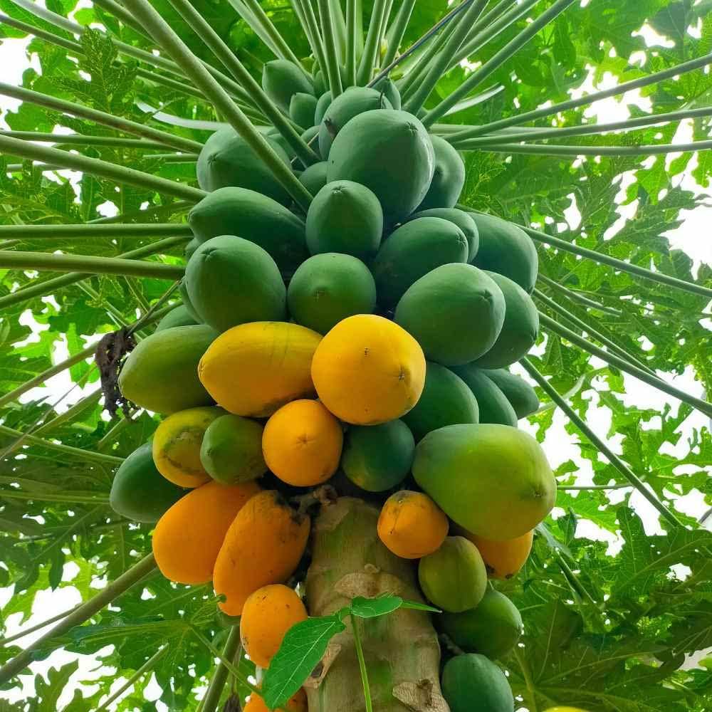 Fruit Seeds,Garden seeds, Seeds For Planting,Plant Seeds