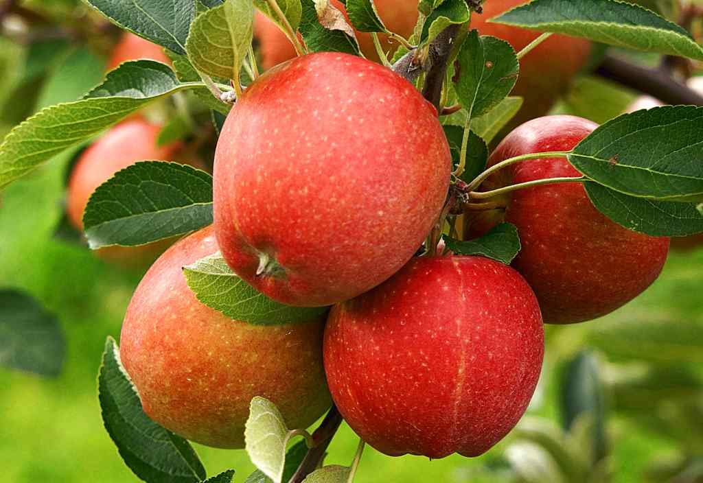 Mixed Apple Fruit Seeds for Planting – Heirloom, Non-GMO Diverse Crisp Garden Fruit Seeds